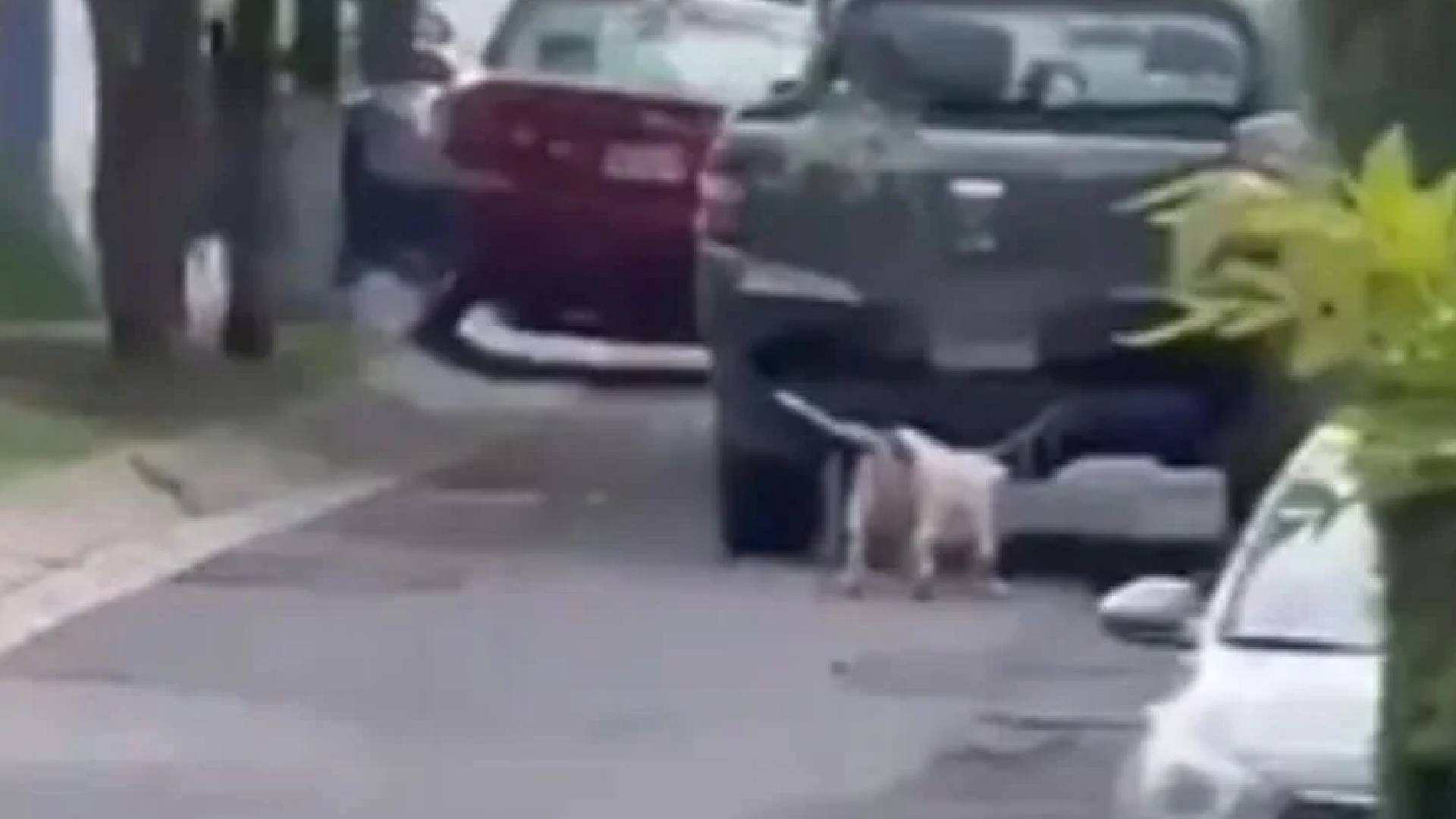 VIDEO_ Pitbull es arrastrado por su dueño en una camioneta en Jalisco.jpg