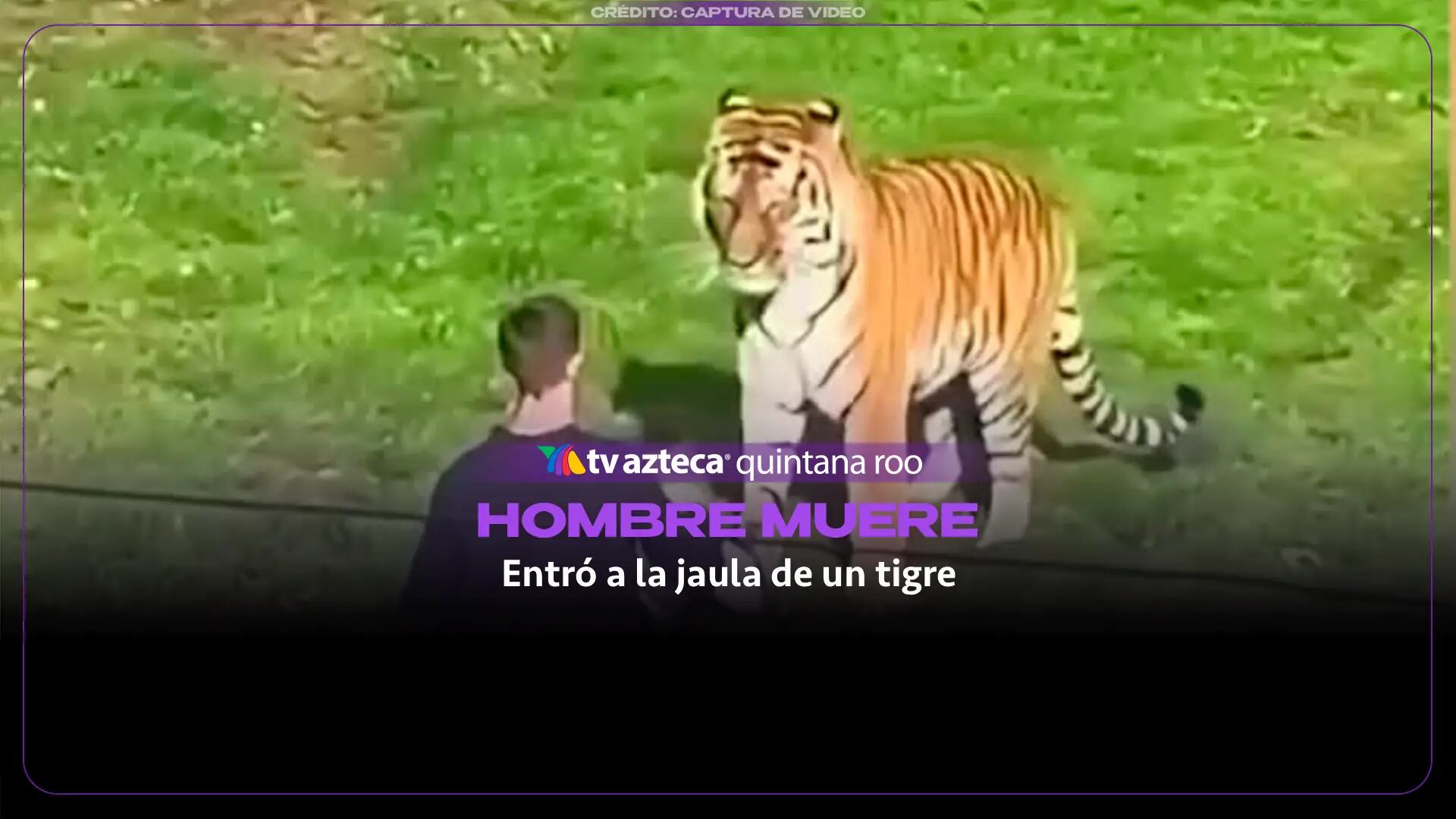 FUERTE VIDEO: Hombre muere tras entrar a la jaula de un tigre en parque de vida silvestre en Inglaterra