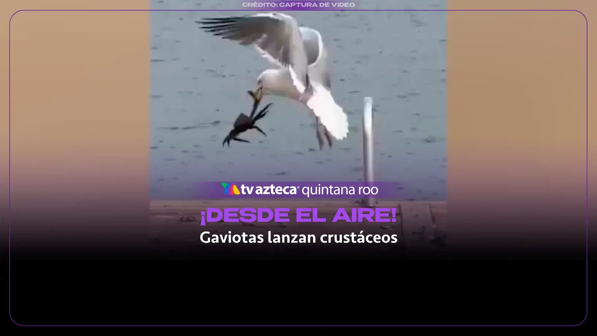 Gaviotas lanzan crustáceos desde el aire para romper sus caparazones