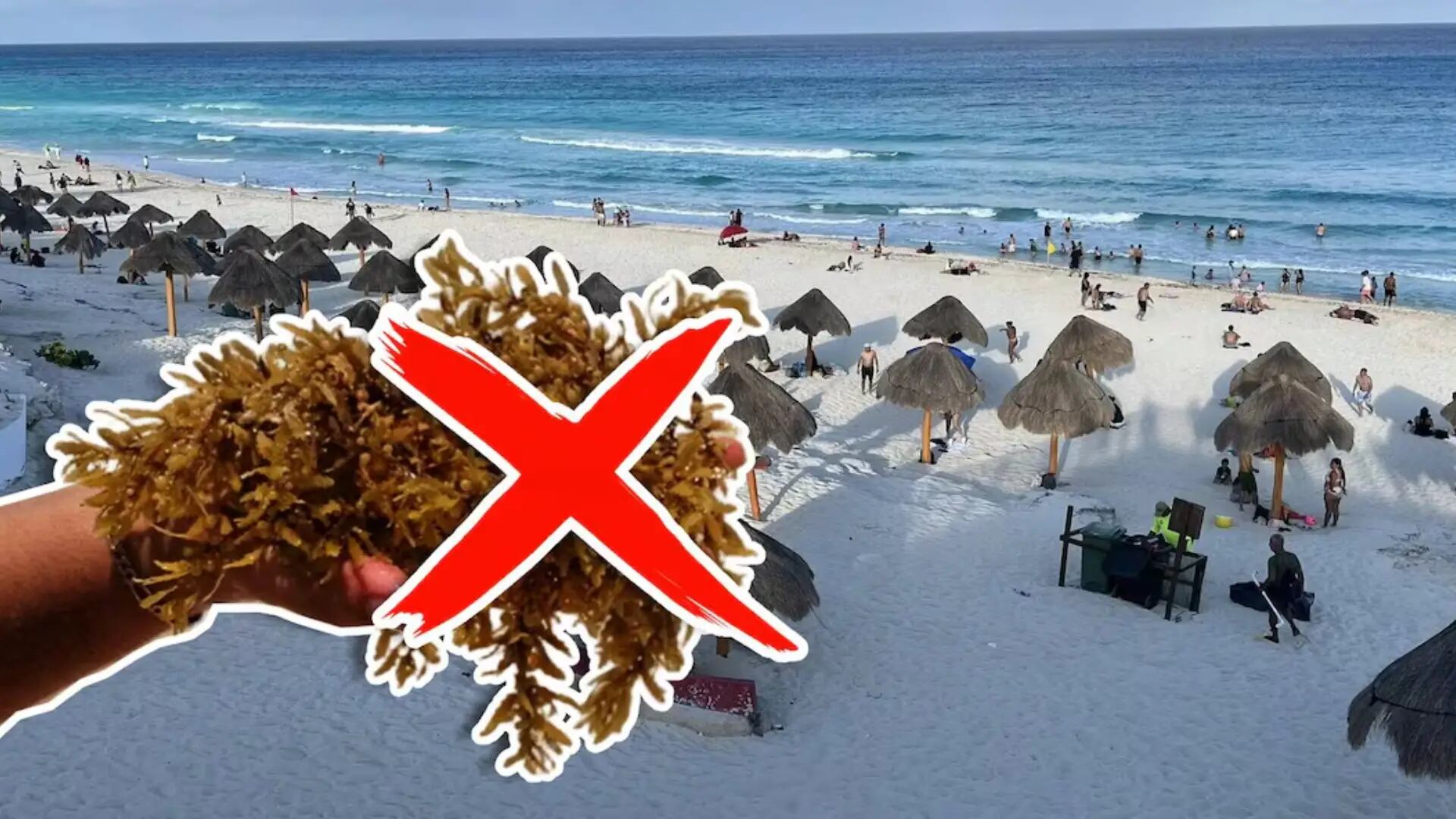 ¿Sin sargazo? Lista de playas sin la macroalga en Cancún, Playa del Carmen y Tulum HOY, 27 de agosto