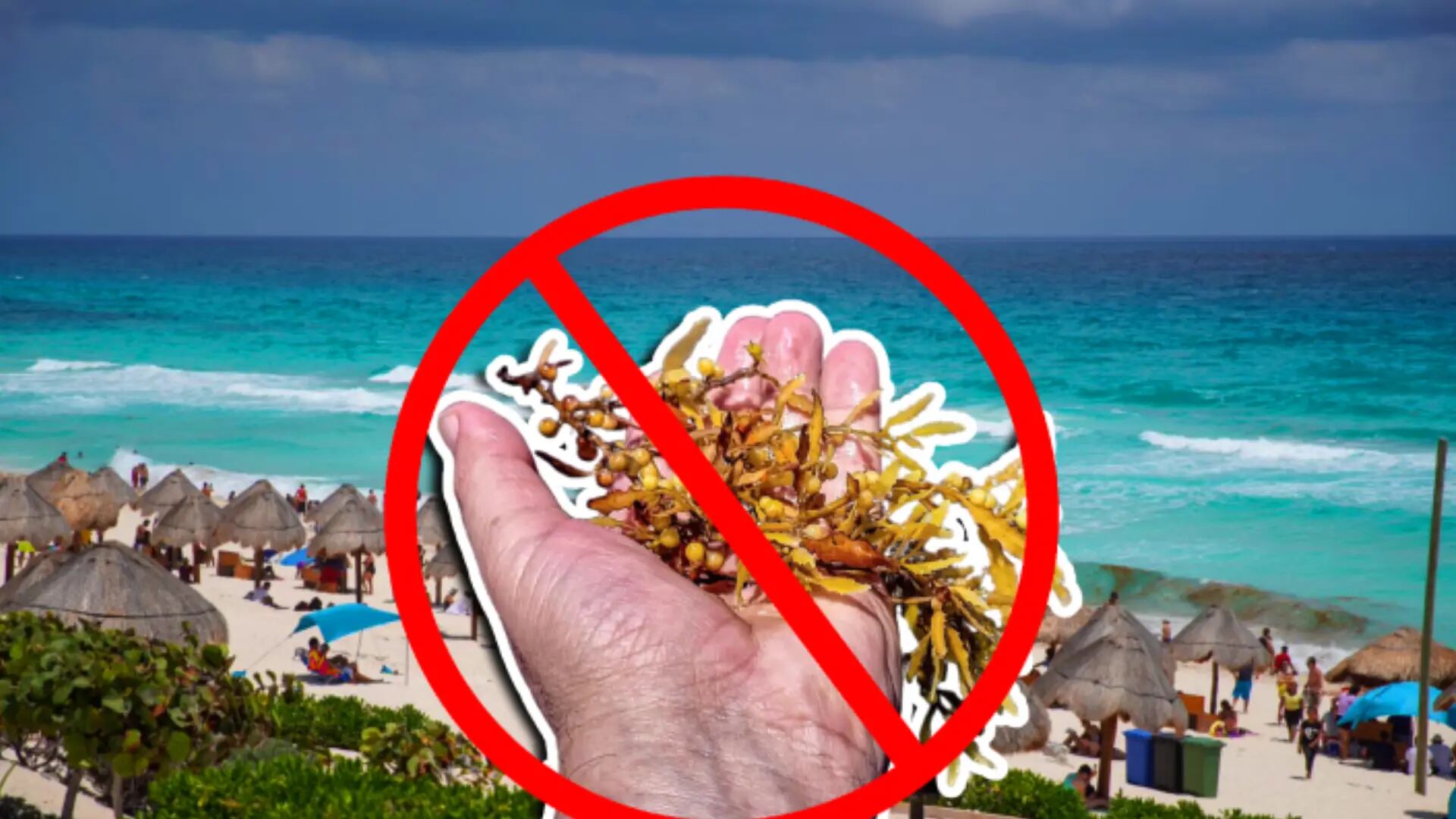 ¿Vas a ir a la playa? Estas están libres de sargazo en Cancún, Playa del Carmen y Tulum HOY 26 de agosto de 2026