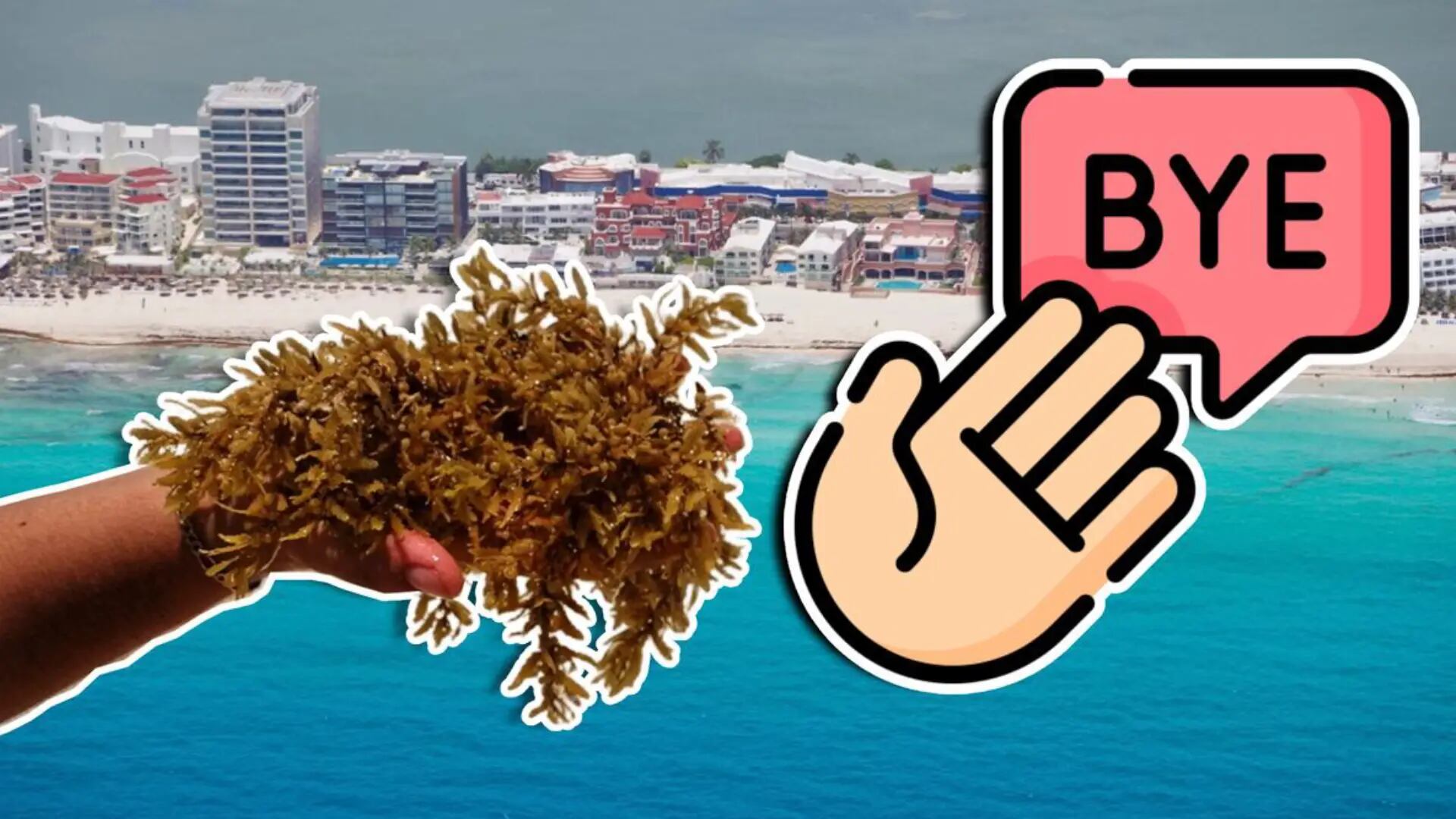 ¿Vas a la playa? Estas están libres de sargazo en Cancún, Playa del Carmen y Tulum HOY 23 de agosto de 2026