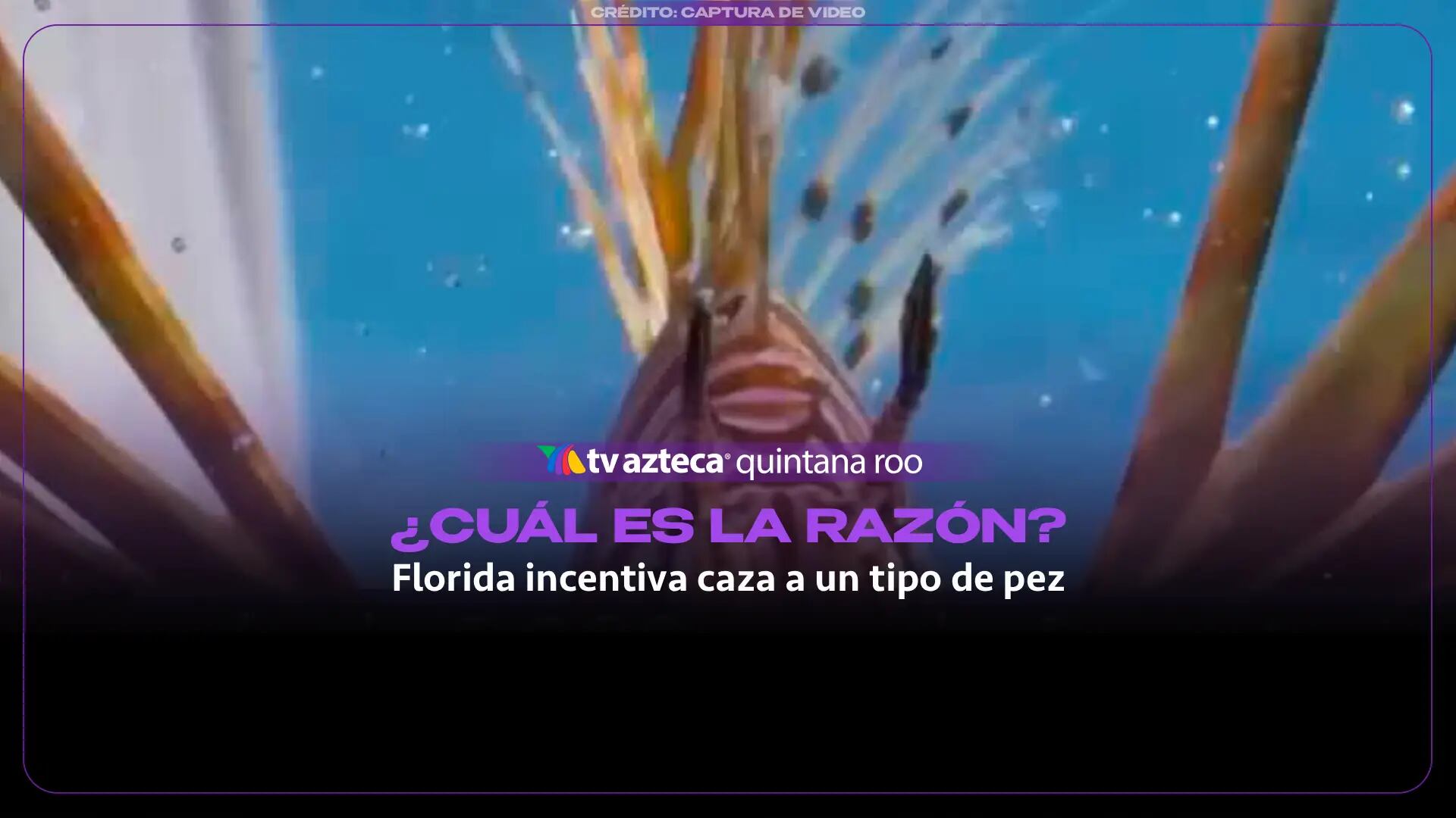Florida incentiva caza furtiva a un tipo de pez y logran 36,000 ejemplares capturados: Esta es la razón