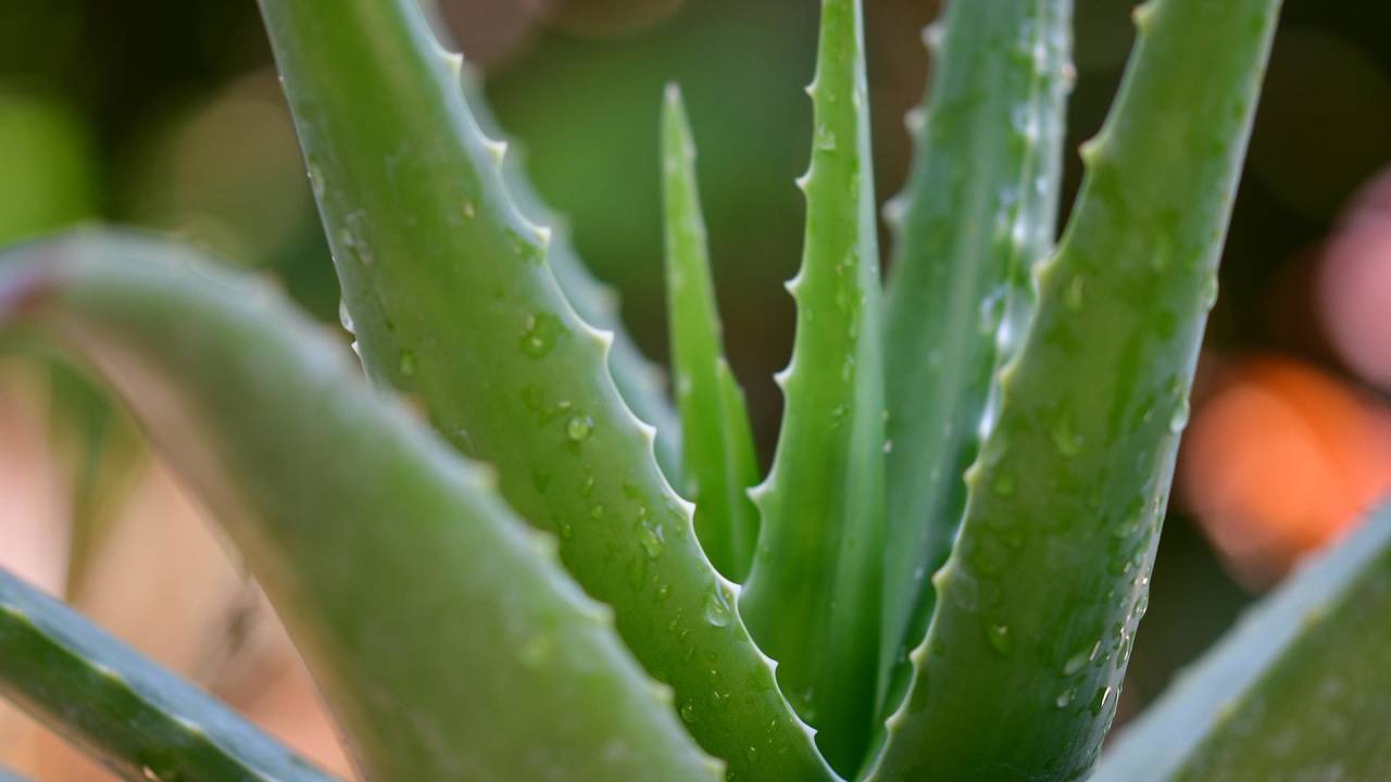 ¿Cómo se debe cuidar una planta de sábila? Tiene muchos usos