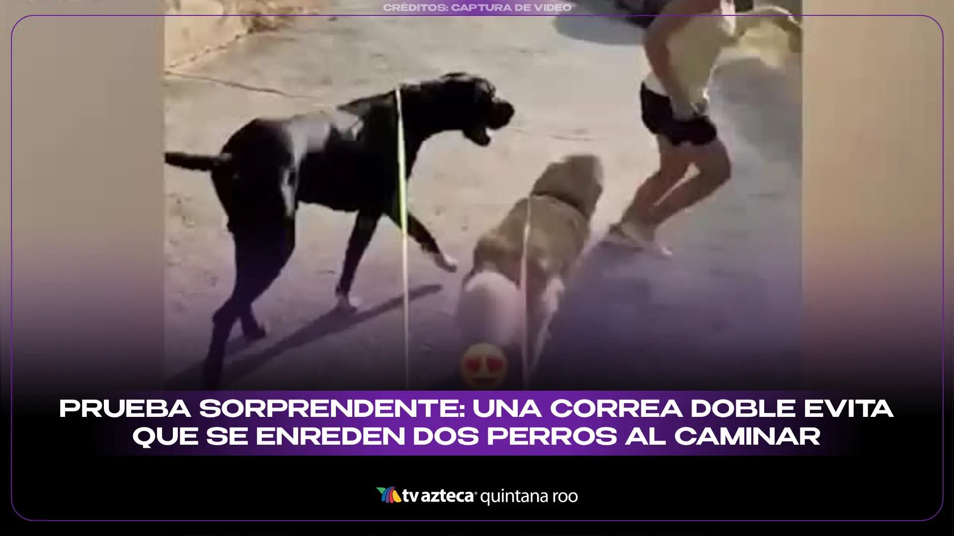 Prueba sorprendente: Una correa doble evita que se enreden dos perros al caminar