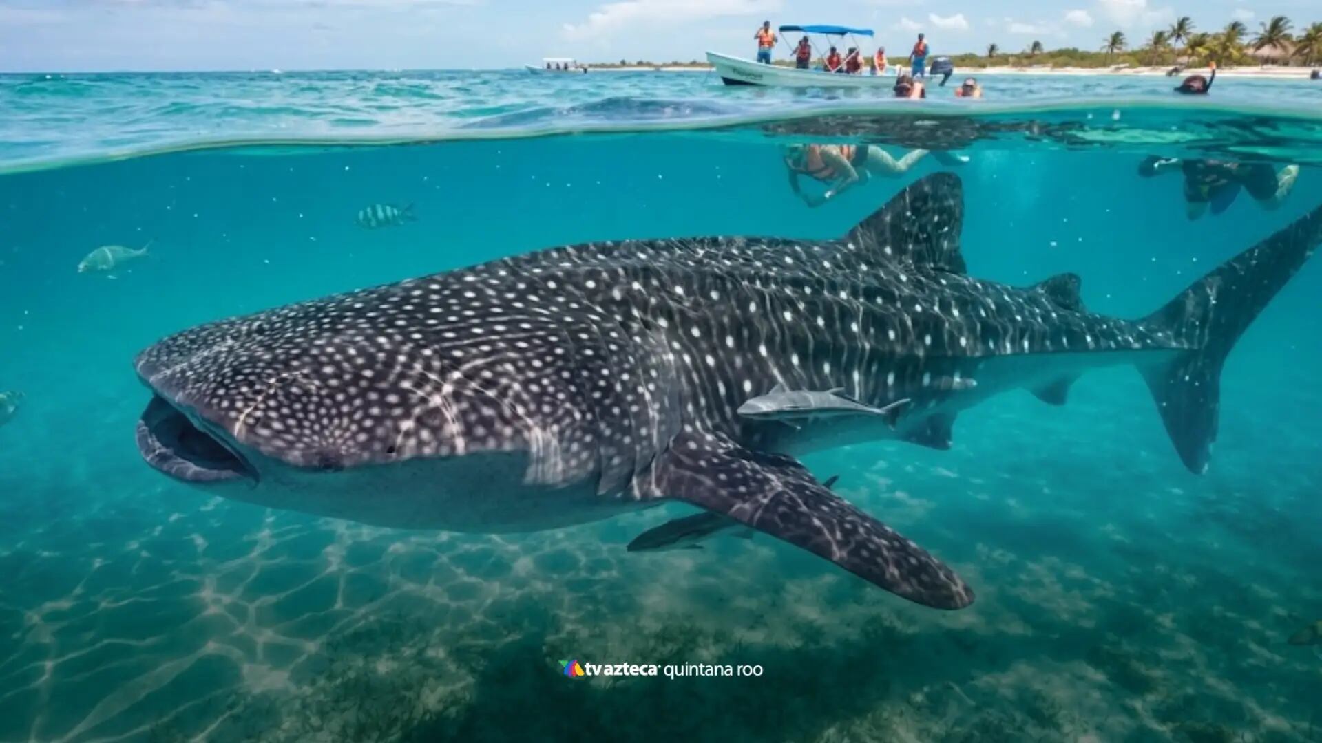 ¿Cuándo se acaba la temporada del tiburón ballena en Quintana Roo? Todo lo que debes saber