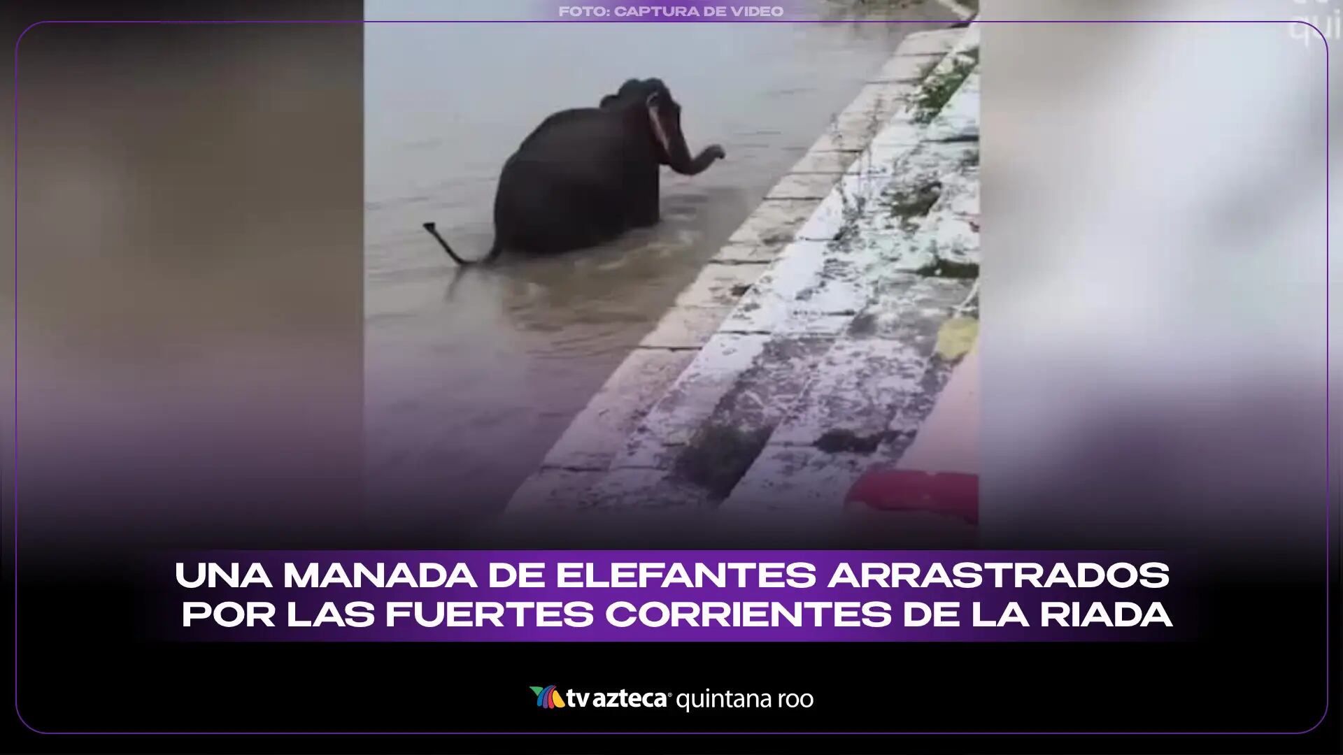 Impactante VIDEO: Una manada de elefantes arrastrados por las fuertes corrientes de la riada