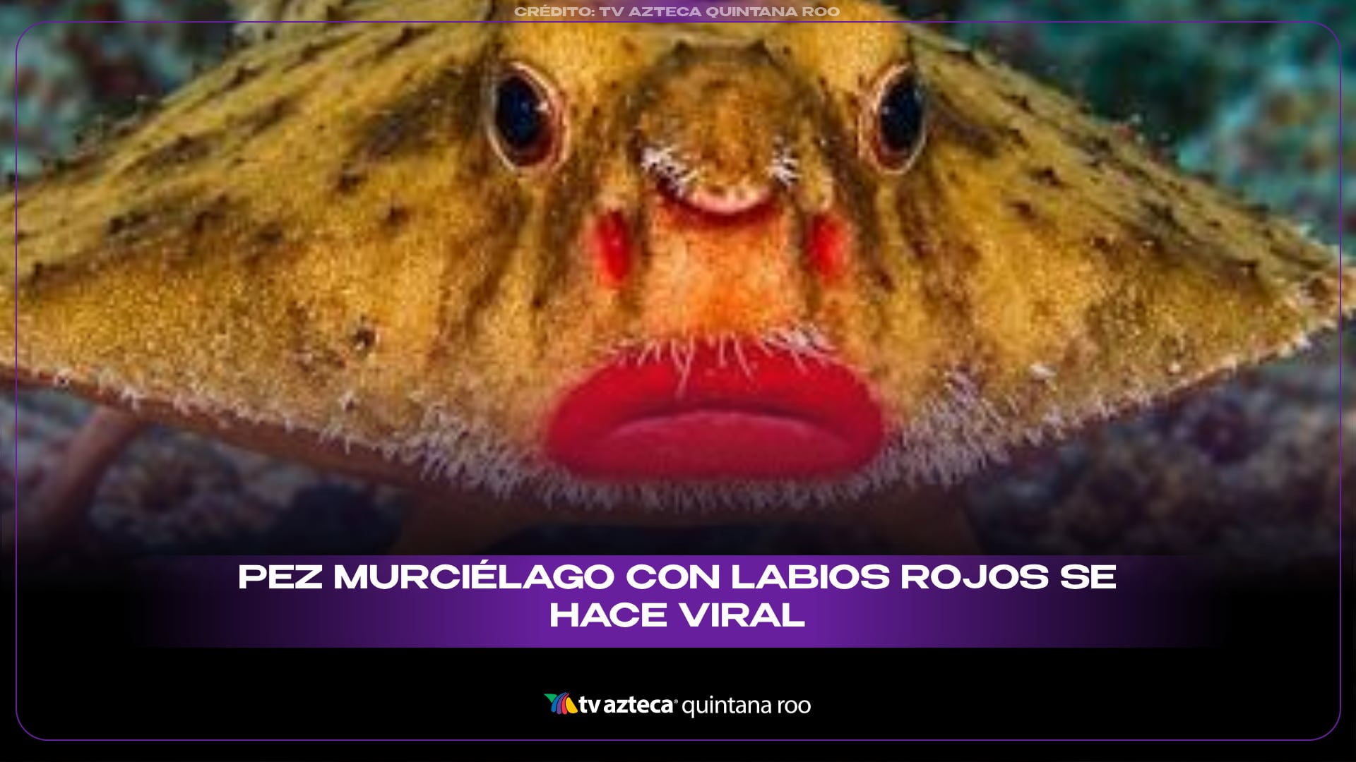 El pez murciélago de labios rojos llama la atención por su aspecto.