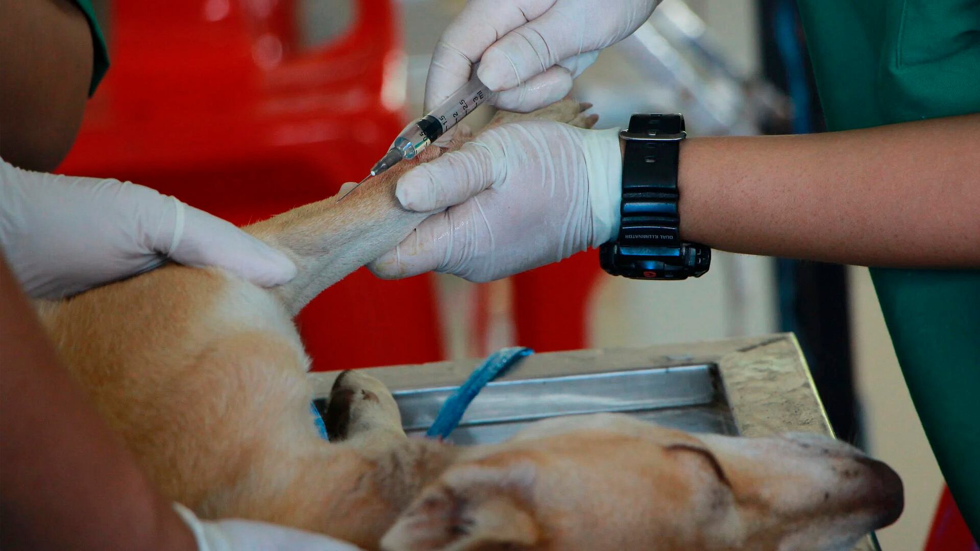 Diputados avalan veterinarias públicas y esterilización gratuita
