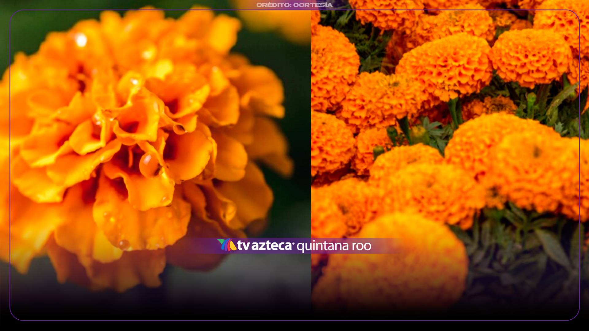 Día de Muertos: ¿Cómo identificar la flor de cempasúchil mexicana y la china? Estas son las diferencias