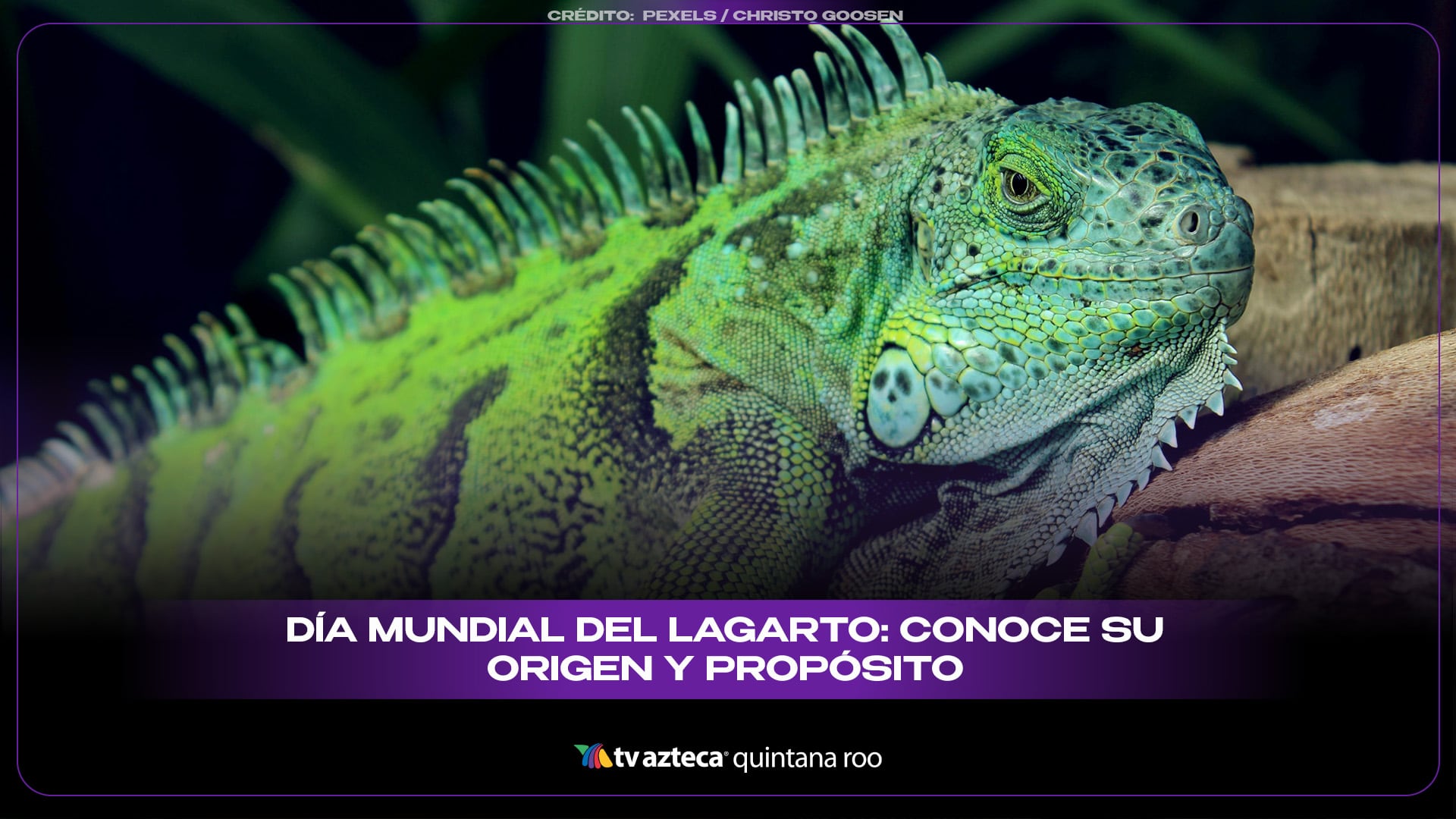 Día Mundial del Lagarto: historia, significado y razones para celebrarlo