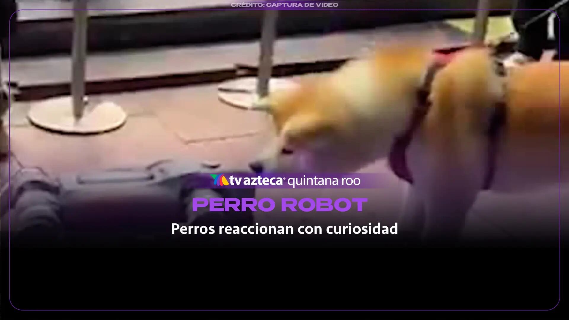 Perros reaccionan con curiosidad y confusión ante un robot perro en China