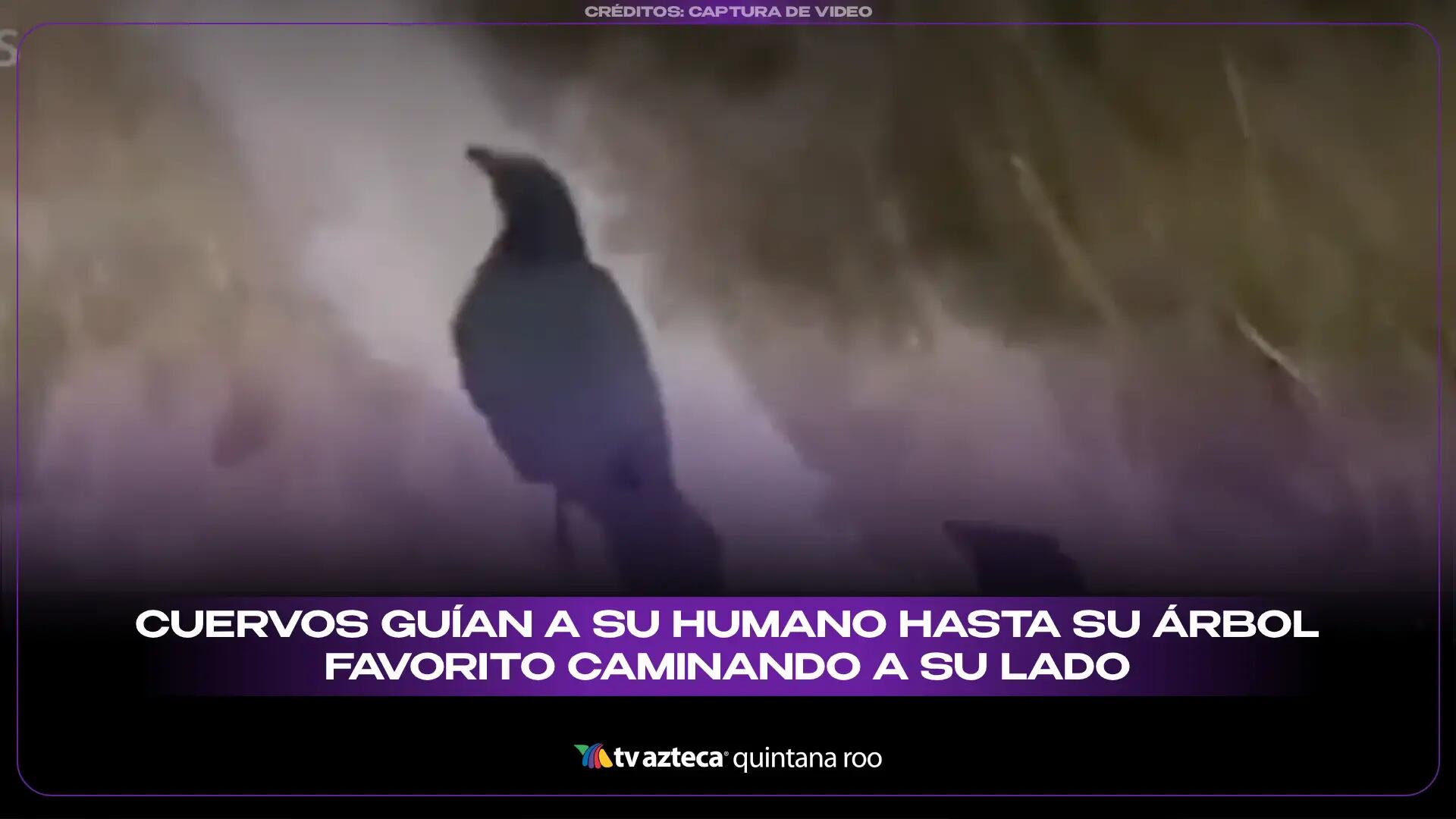 Cuervos guían a su humano hasta su árbol favorito caminando a su lado