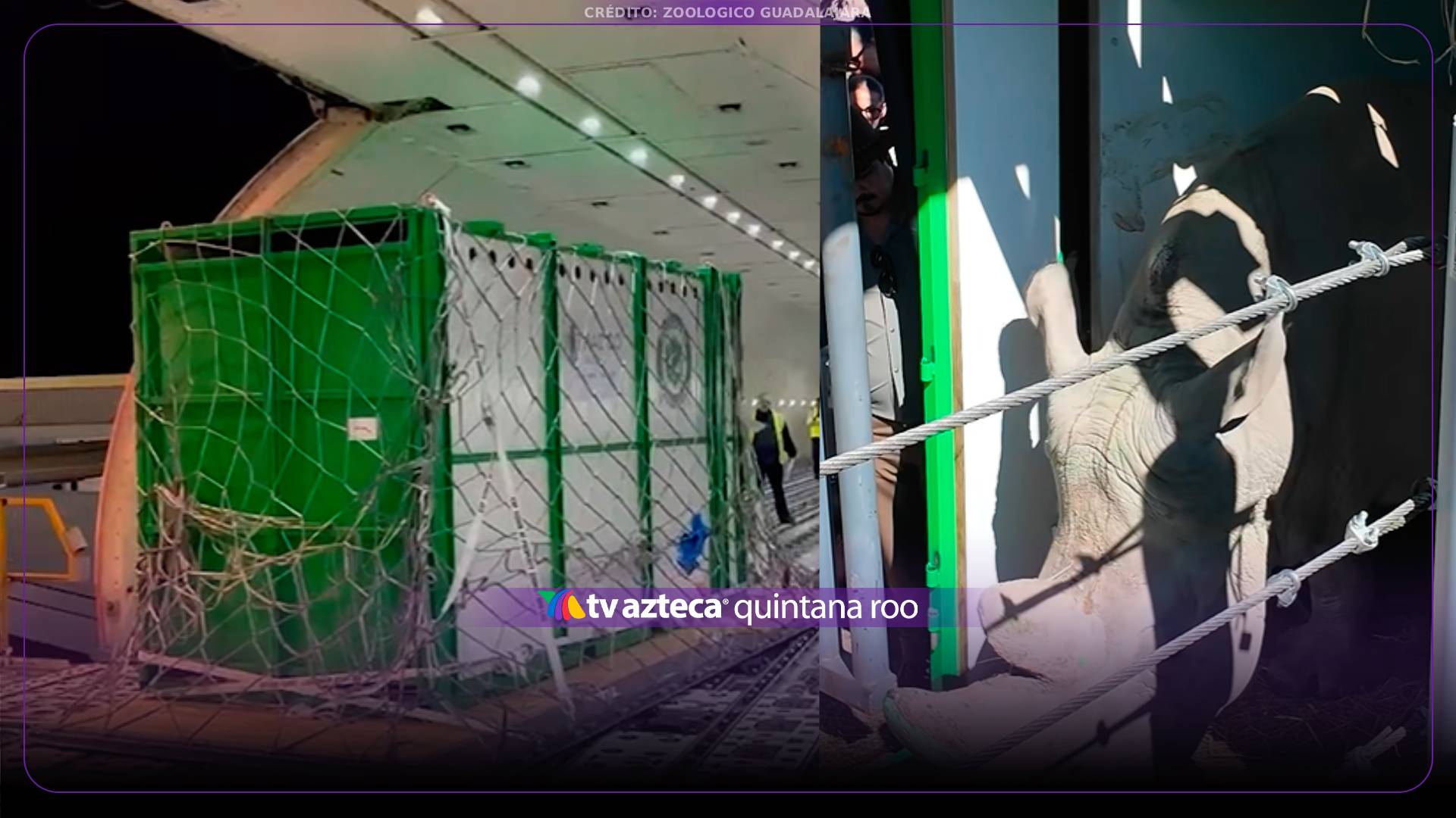 ¡Viajaron desde Europa hasta México! Estos son los rinocerontes que llegaron para un programa de conservación y reproducción|VIDEO