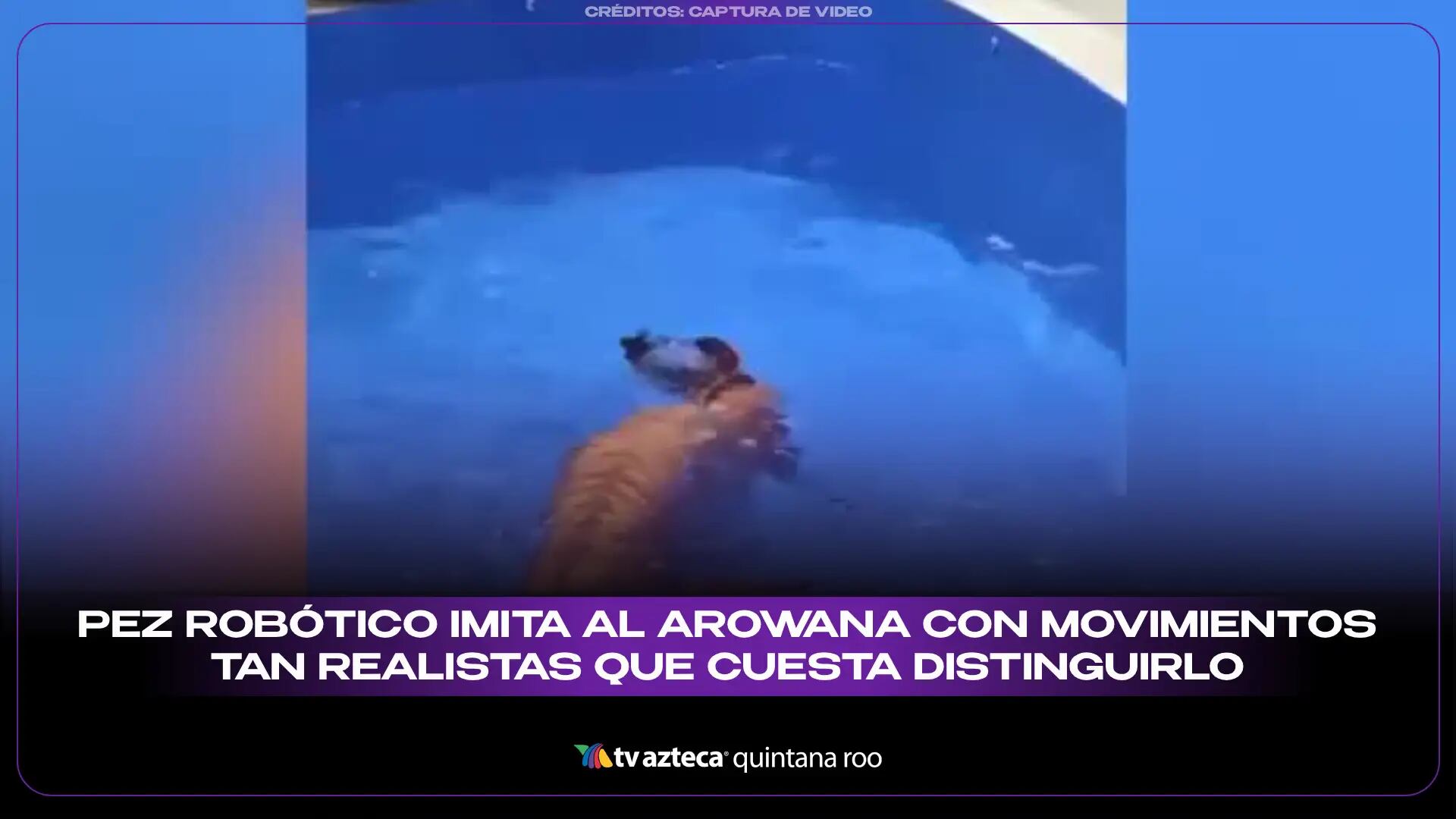 Pez robótico imita al arowana con movimientos tan realistas que cuesta distinguirlo