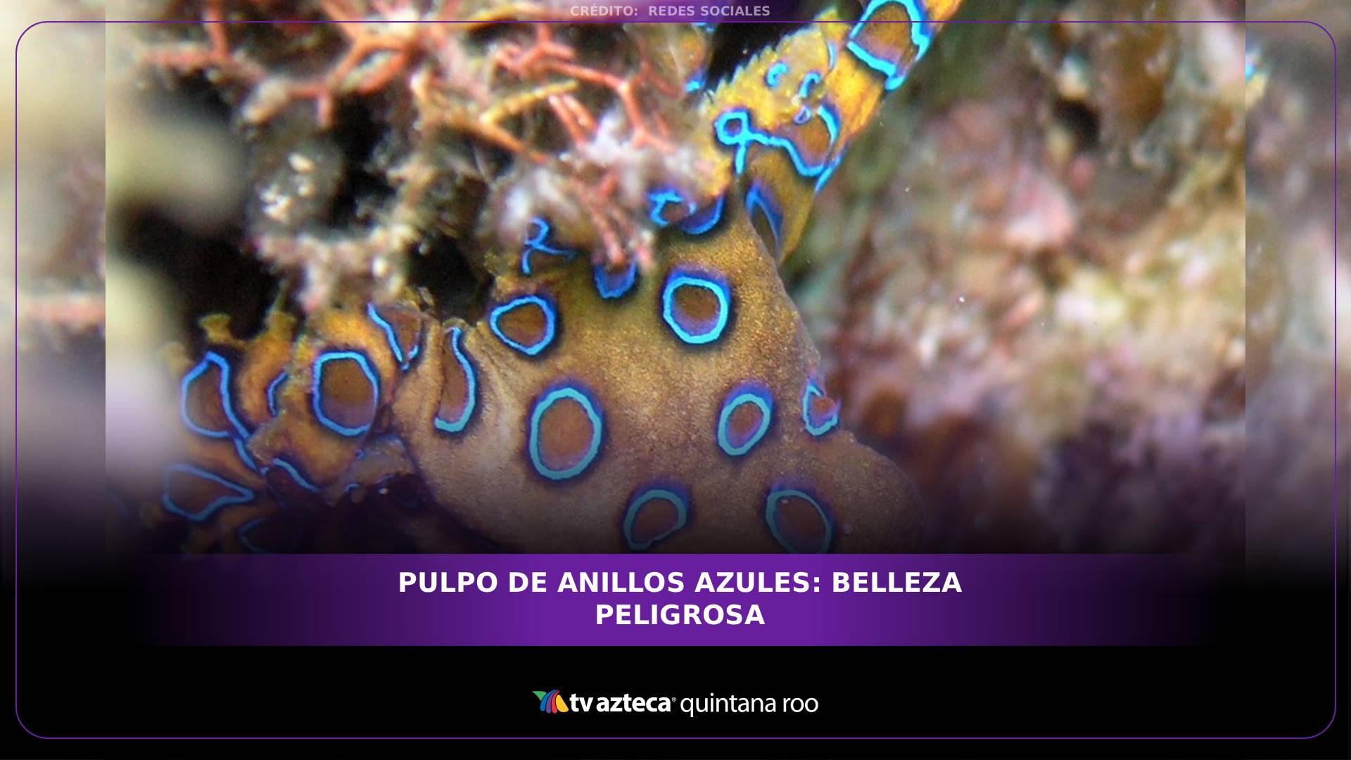 Pulpo de anillos azules: Belleza peligrosa del mar
