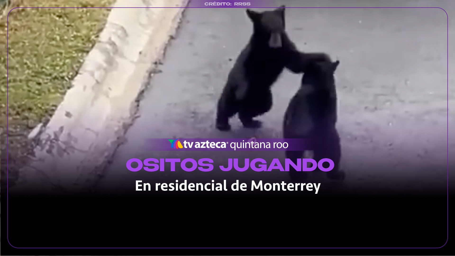 VIDEO | Captan a un par de ositos jugando en una zona residencial al sur de Monterrey