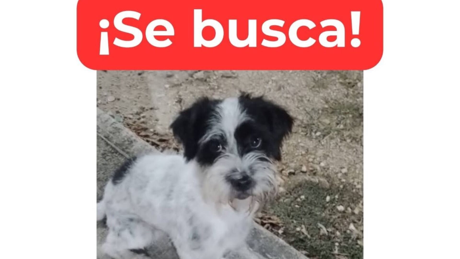 ¿Lo has visto? Continúa la búsqueda de Hércules, perrito perdido en Cancún el 24 de diciembre de 2025: Esto se sabe