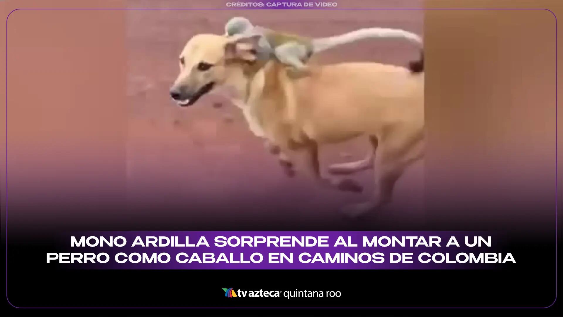 Mono ardilla sorprende al montar a un perro como caballo en caminos de Colombia